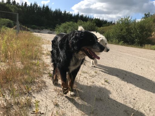 Cobi & Jeschko