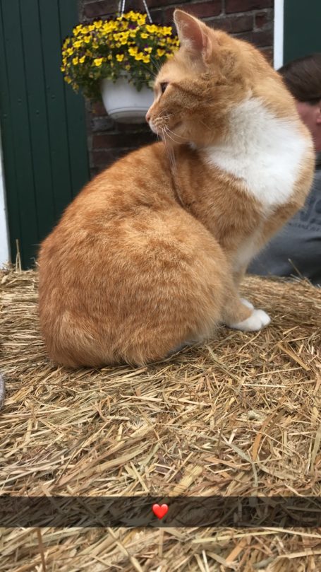 Krümel