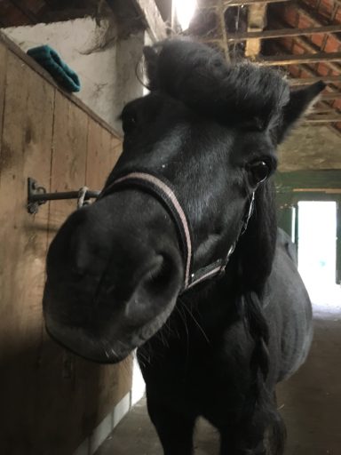 Ronja