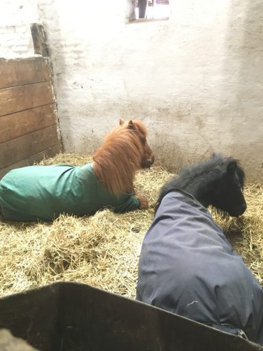 Knuth & Ronja