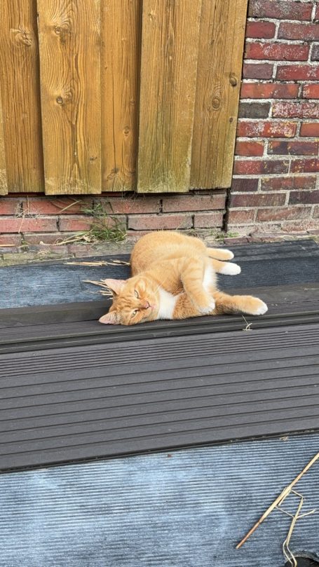 Krümel